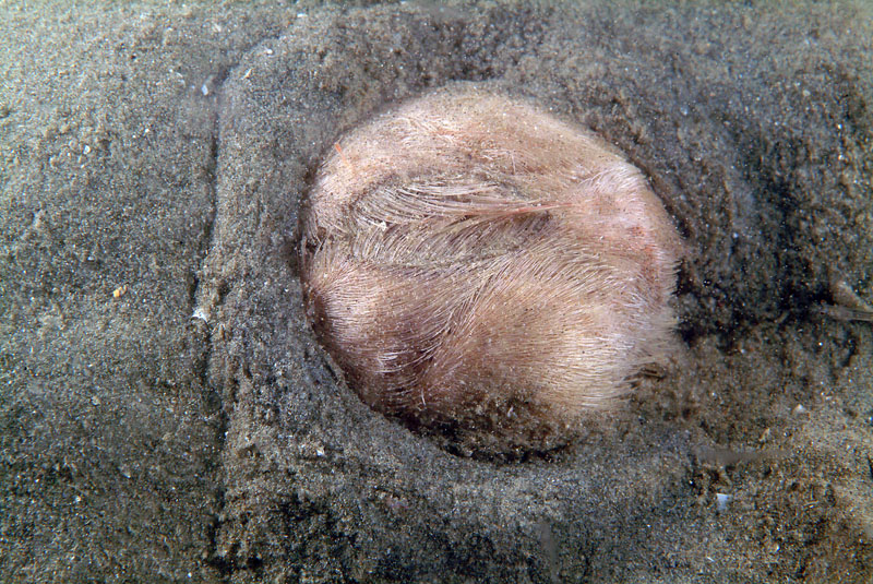Echinocardium sp.